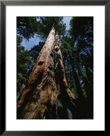 Skyward View Of Towering Sequoia Trees, California by James P. Blair Pricing Limited Edition Print image