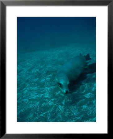 California Sea Lion Swims Close To The Sea Floor by Heather Perry Pricing Limited Edition Print image