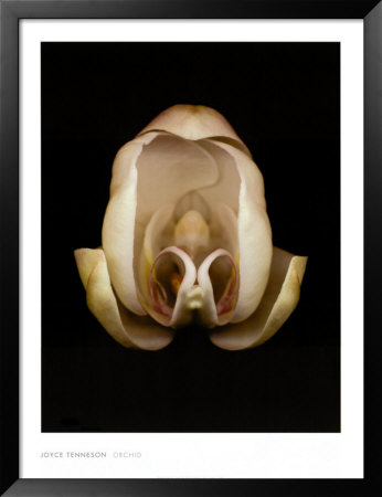 Orchid by Joyce Tenneson Pricing Limited Edition Print image