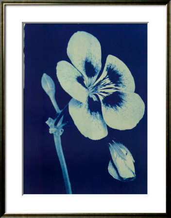 Open Geranium #2, 2002 by Thomas Hager Pricing Limited Edition Print image