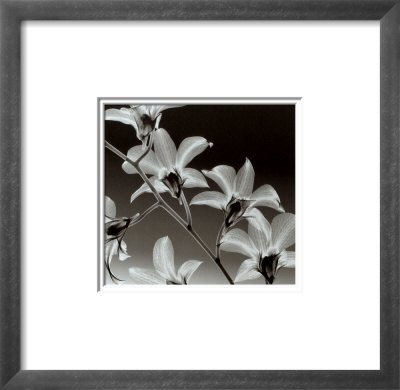 Orchid Denrobium by Steven N. Meyers Pricing Limited Edition Print image