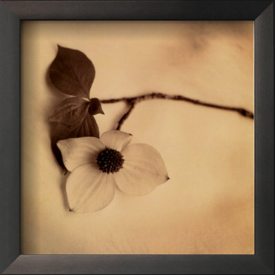 Sepia Dogwoods I by Heather Johnston Pricing Limited Edition Print image