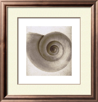 Snail Shell by Mandolfo Pricing Limited Edition Print image