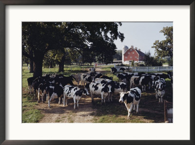 Herd Of Dairy Cows On A Farm In Illinois by B. Anthony Stewart Pricing Limited Edition Print image