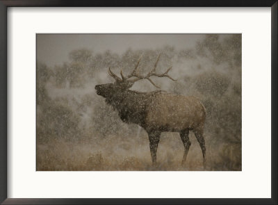 Wapiti, Or Elk, Male Amidst Falling Snow by Norbert Rosing Pricing Limited Edition Print image