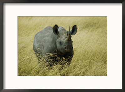 A Straight On View Of A Rhinoceros In A Field Of Tall Grass by Todd Gipstein Pricing Limited Edition Print image