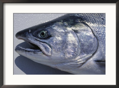 A Close View Of The Head Of A King Salmon, Oncorhynhus Tshawytscha by Bill Curtsinger Pricing Limited Edition Print image