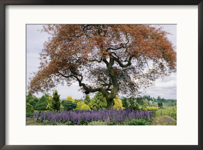 A Japanese Maple Tree Surrounded By Flowers by Darlyne A. Murawski Pricing Limited Edition Print image