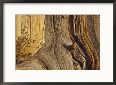Close View Of The Weathered Surface Of A 1,500-Year-Old Bristlecone Pine by George F. Mobley Pricing Limited Edition Print image