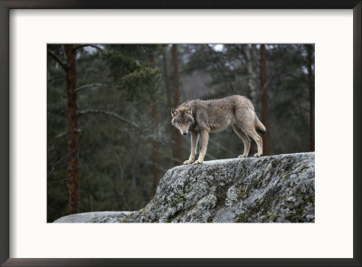 Wolf On Rock by Mattias Klum Pricing Limited Edition Print image