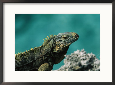 A Cuban Iguana, Cyclura Nubila, Rest On A Shoreside Rock by Steve Winter Pricing Limited Edition Print image