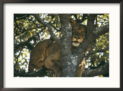 Lioness Resting In The Crotch Of A Tree by Chris Johns Pricing Limited Edition Print image