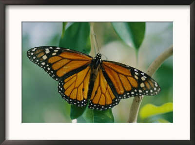 A Close View Of A Intricately Patterned Monarch Butterfly by Joel Sartore Pricing Limited Edition Print image
