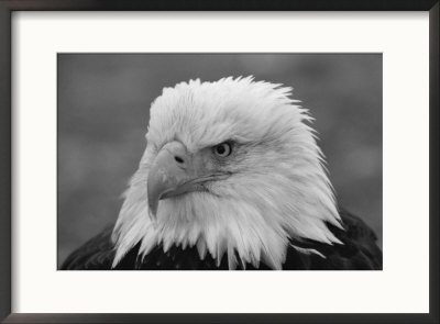 A Black And White Portrait Of An American Bald Eagle by Norbert Rosing Pricing Limited Edition Print image