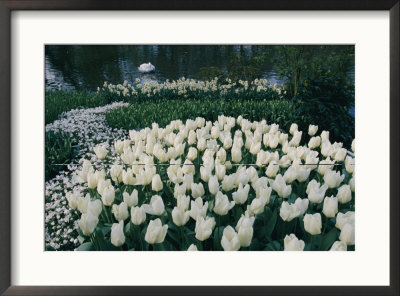 White Tulips And Daffodils Complement A White Swan Taking A Nap On A Pond by Sisse Brimberg Pricing Limited Edition Print image