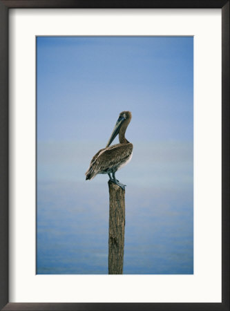 A Pelican Perches Atop A Dock Piling by Skip Brown Pricing Limited Edition Print image