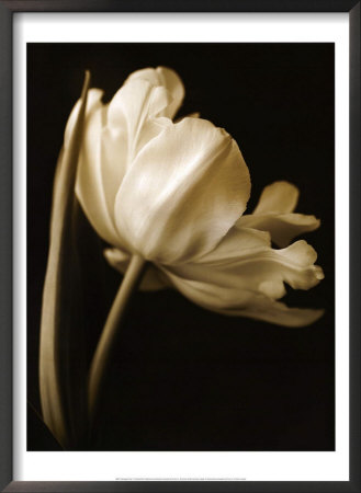 Champagne Tulip I by Charles Britt Pricing Limited Edition Print image