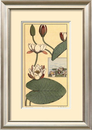 Water Lily Ii by M. P. Verneuil Pricing Limited Edition Print image