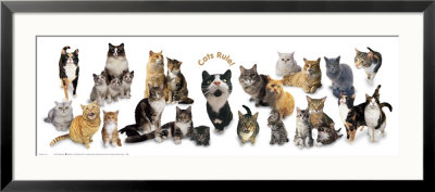 Cats Rule by Anthony Matos Pricing Limited Edition Print image