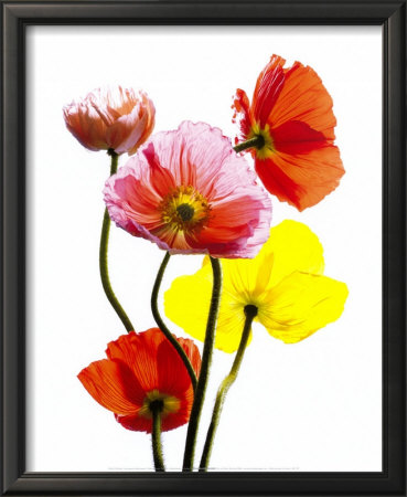 Multi Colored Poppies by Cédric Porchez Pricing Limited Edition Print image