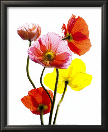 Multi Colored Poppies by Cedric Porchez Pricing Limited Edition Print image