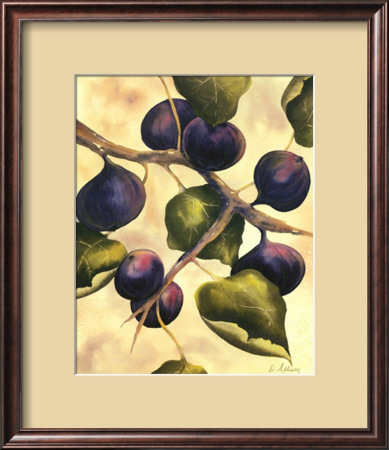 Italian Harvest - Figs by Doris Allison Pricing Limited Edition Print image