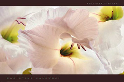 White Gladiolus by Christine Zalewski Pricing Limited Edition Print image