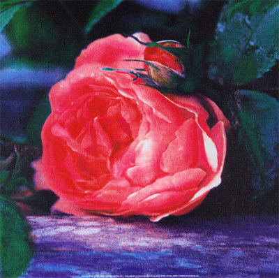 Rose, The by Jenny Dreifuss Pricing Limited Edition Print image