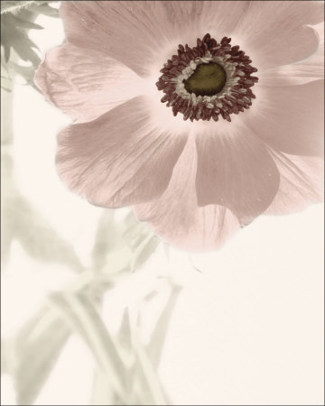 Anemone Radiance by Donna Geissler Pricing Limited Edition Print image