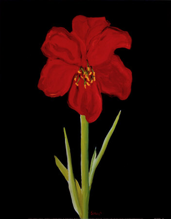 Amaryllis by Soraya Chemaly Pricing Limited Edition Print image