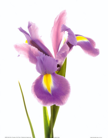 Purple Iris by Michael Bird Pricing Limited Edition Print image