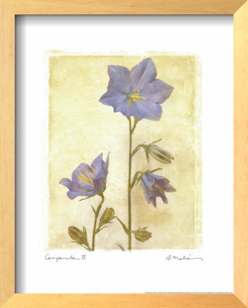 Campanula Ii by Amy Melious Pricing Limited Edition Print image