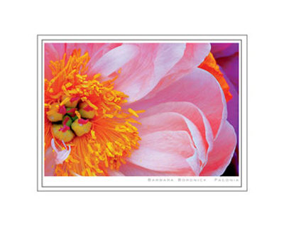 Paeonia by Barbara Bordnick Pricing Limited Edition Print image