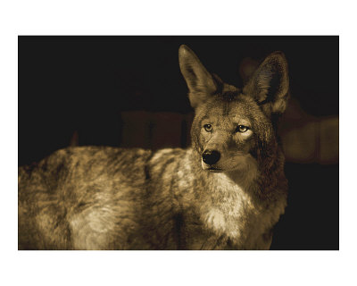 Coyotee West by Jim Tunell Pricing Limited Edition Print image