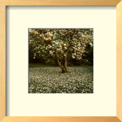 Magnolia (1999) by Bent Rej Pricing Limited Edition Print image
