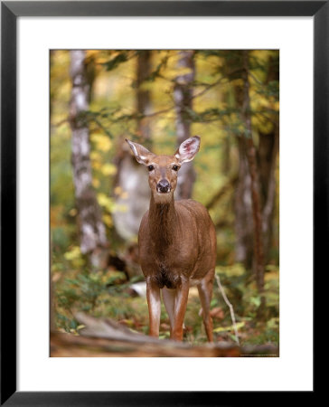 White-Tailed Deer In The Woods by Gregory Scott Pricing Limited Edition Print image