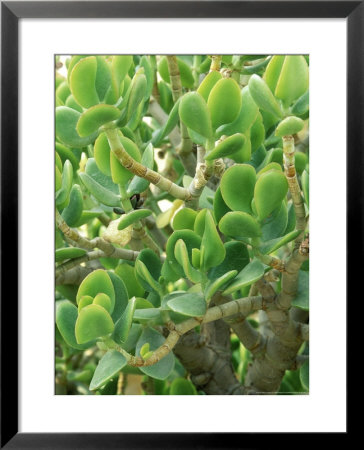 Jade Tree by Mark Bolton Pricing Limited Edition Print image