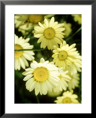 Anthemis Tinctoria E. C. Buxton (Golden Marguerite) by Mark Bolton Pricing Limited Edition Print image