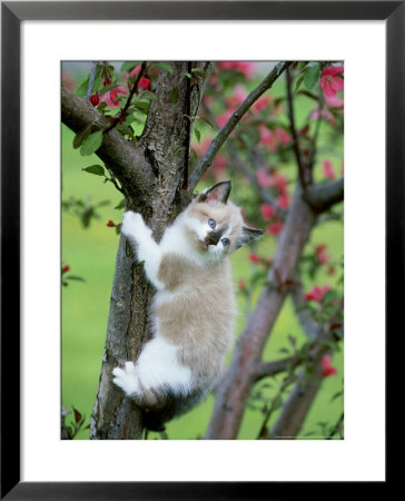 Kitten, Playing In Apple Tree In Spring Blossoms Mt by Alan And Sandy Carey Pricing Limited Edition Print image