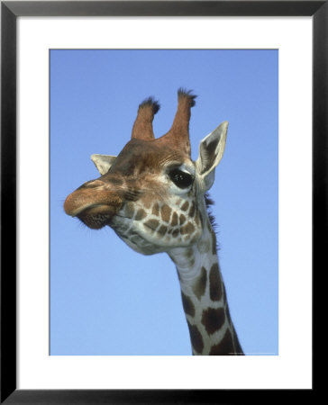 Giraffe, Close-Up Portrait by Mark Hamblin Pricing Limited Edition Print image