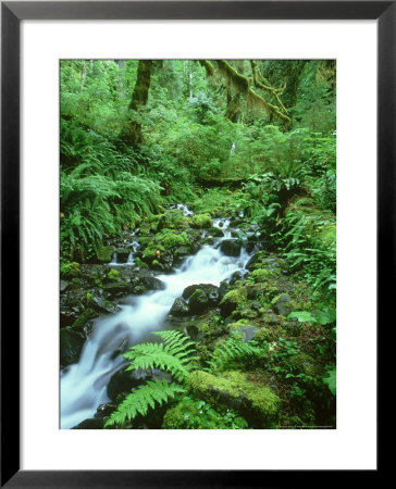 Hoh Rainforest, Olympic National Park Washington, Usa by Mark Hamblin Pricing Limited Edition Print image