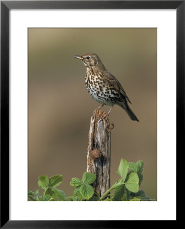 Song Thrush, Perched On Post, Scotland by Mark Hamblin Pricing Limited Edition Print image