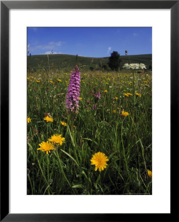 Common Spotted Orchid by Mark Hamblin Pricing Limited Edition Print image