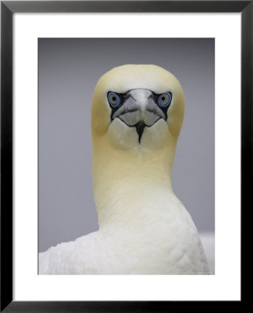 Gannet, Close-Up Portrait Of Adult, Scotland, Uk by Mark Hamblin Pricing Limited Edition Print image