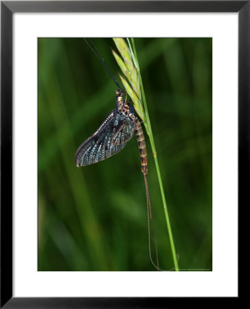 Mayfly, Resting, Didcot, Uk by Keith Porter Pricing Limited Edition Print image
