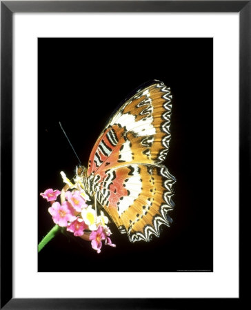 Lacewing Butterfly, Cethosia Biblis by Mike Slater Pricing Limited Edition Print image