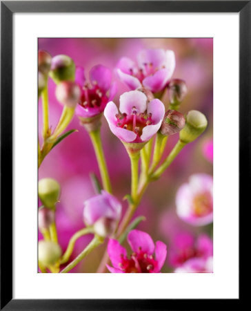 Chamaelaucium Uncinatum (Wax Flower), Close-Up Of Flowers by Susie Mccaffrey Pricing Limited Edition Print image