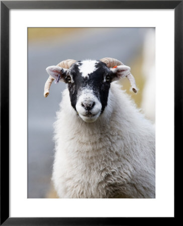 Portrait Of Sheep, Scotland by Elliott Neep Pricing Limited Edition Print image