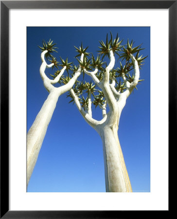 Quiver Tree, Namib-Naukluft Park, Namibia by Richard Packwood Pricing Limited Edition Print image