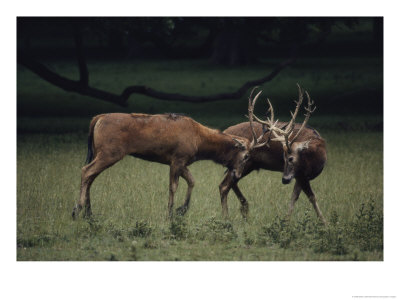 Pere Davids Deer Spar With One Another by Bates Littlehales Pricing Limited Edition Print image